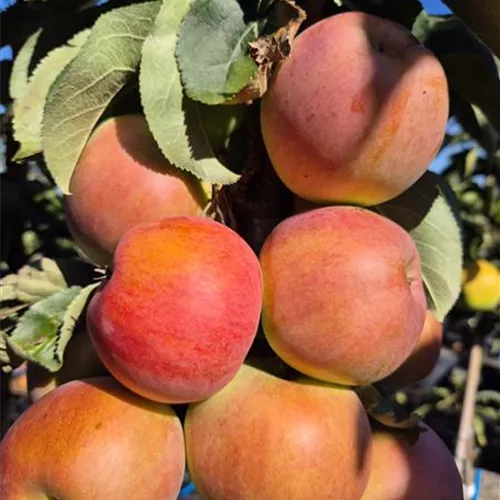 Malus domestica 'Pomforyou' (Lancelot) Malus domestica 'Pomforyou' (Lancelot)