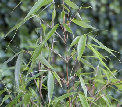Fargesia robusta 'Pingwu' Fargesia robusta 'Pingwu'