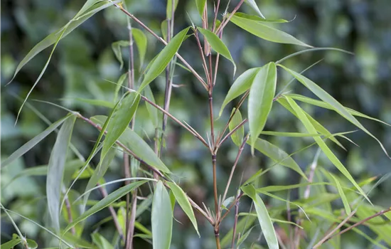 Fargesia robusta 'Pingwu' Fargesia robusta 'Pingwu'