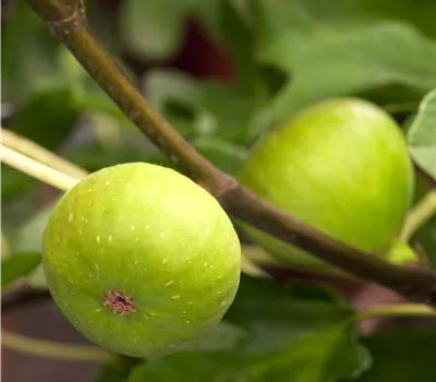 Ficus carica 'Brown Turkey' Ficus carica 'Brown Turkey'