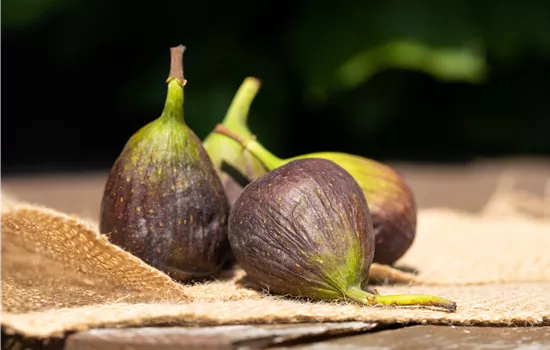 Ficus carica 'Nero' Ficus carica 'Nero'