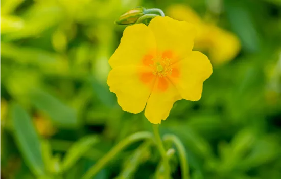 Helianthemum hybrida 'Golden Queen'