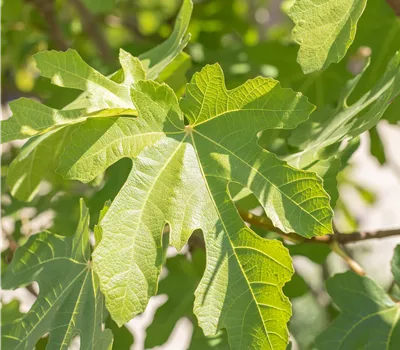 Ficus carica 'Osborn Prolific' Ficus carica 'Osborn Prolific'