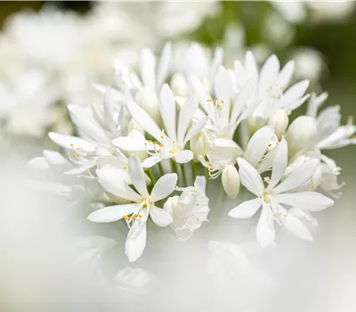 Agapanthus africanus 'Albus' Agapanthus africanus 'Albus'