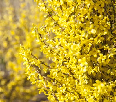 Forsythia intermedia 'Week-End' Forsythia intermedia 'Week-End'