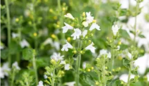Bergminze 'Marvelette White'