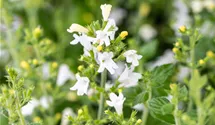 Bergminze 'Marvelette White'