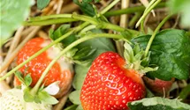 Fraisier 'Asia'