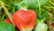 Fraisier 'Asia'