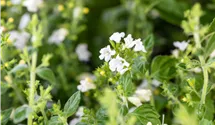 Bergminze 'Marvelette White'