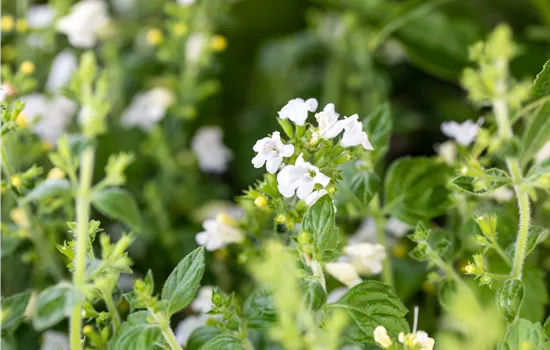 Calamintha nepeta 'Marvelette White'