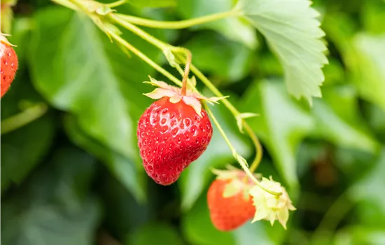 Fragaria x ananassa 'Wädenswil 6'