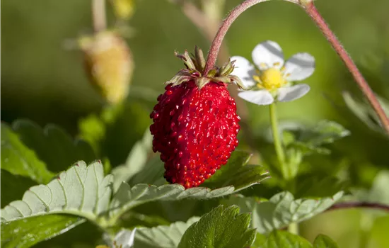 Fragaria vesca Fragaria vesca