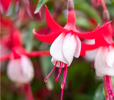 Fuchsia magellanica 'Madame Cornelissen' Fuchsia magellanica 'Madame Cornelissen'