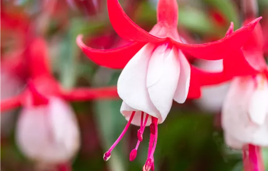 Fuchsia magellanica 'Madame Cornelissen' Fuchsia magellanica 'Madame Cornelissen'