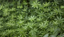 Echter Waldmeister