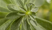 Echter Waldmeister