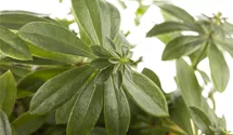 Echter Waldmeister