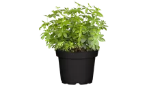 Echter Waldmeister