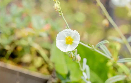 Helianthemum hybrida 'The Bride'