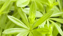 Echter Waldmeister