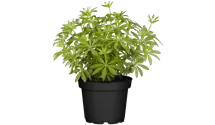 Echter Waldmeister