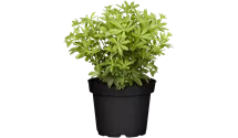 Echter Waldmeister