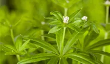 Echter Waldmeister