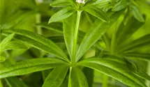 Echter Waldmeister