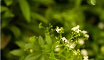 Echter Waldmeister