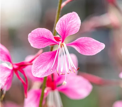 Gaura lindheimeri 'Siskiyou Pink' Gaura lindheimeri 'Siskiyou Pink'