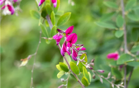 Lespedeza thunbergii