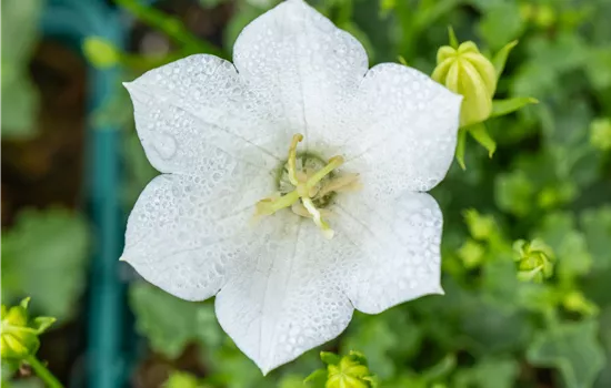 Campanula carpatica 'Pearl White' Campanula carpatica 'Pearl White'
