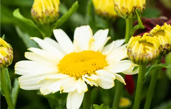 Leucanthemum maximum 'Ohh La La Crème' Leucanthemum maximum 'Ohh La La Crème'