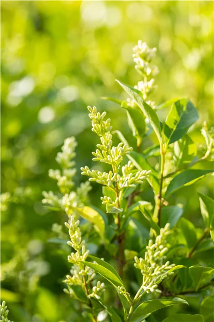 Ligustrum ovalifolium