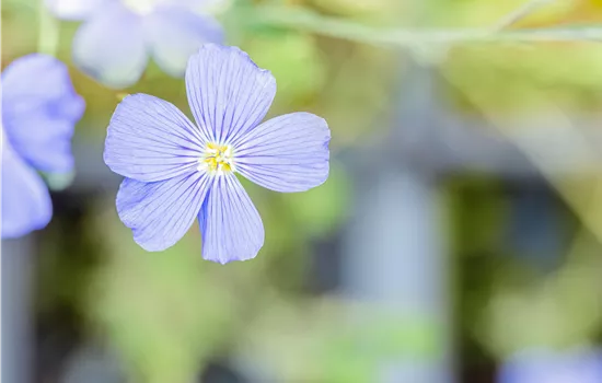 Linum perenne 'Saphir'
