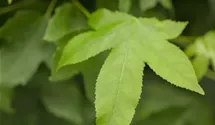 Tige 150cm Copalme d'Amérique boule