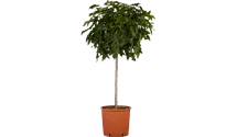 Tige 150cm Copalme d'Amérique boule