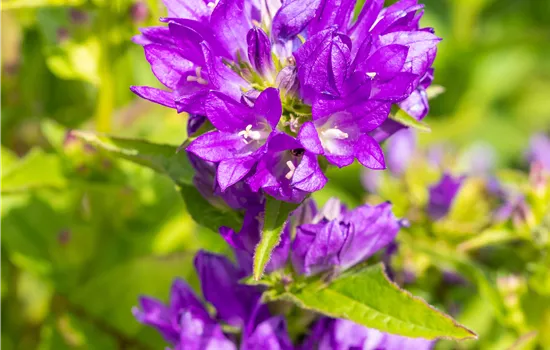 Campanula glomerata 'Acaulis'