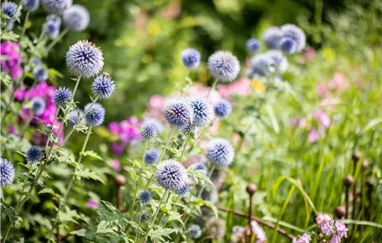 Echinops bannaticus 'Blue Glow'