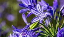 Agapanthe 'Northern Star'