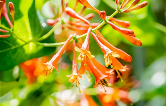 Lonicera brownii 'Dropmore Scarlet'