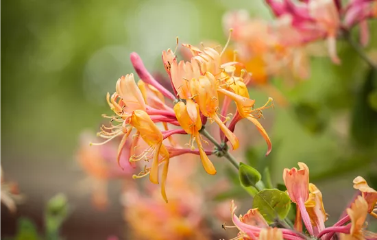 Lonicera heckrottii 'American Beauty'