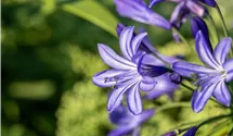 Agapanthe 'Northern Star'