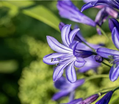 Agapanthus 'Northern Star' Agapanthus 'Northern Star'