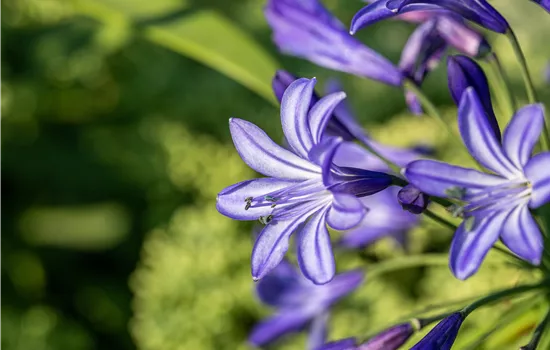 Agapanthus 'Northern Star'