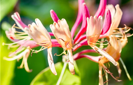 Lonicera heckrottii 'Goldflame'