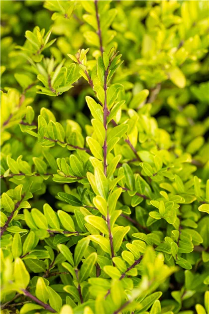 plante achillée Graines d'Achillée Millefeuille Bio – La Ferme de Sainte Marthe