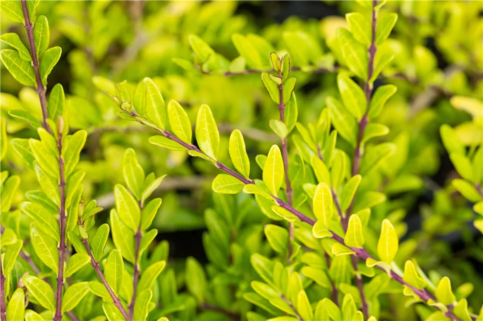 plant erica Erica carnea 'Wentwood Red'  Singing Tree Gardens Nursery