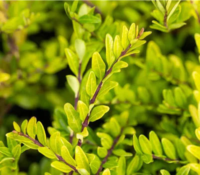 Lonicera pileata Lonicera pileata